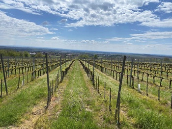 Villányi szöllőskert